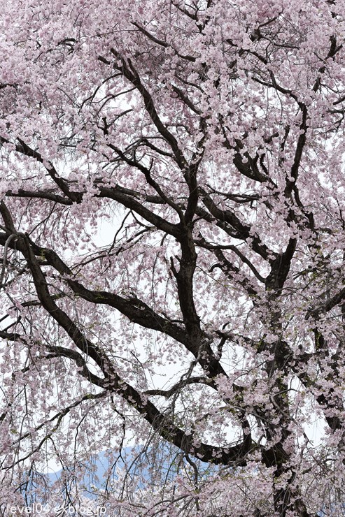 大草城址公園 桜 Photograph2
