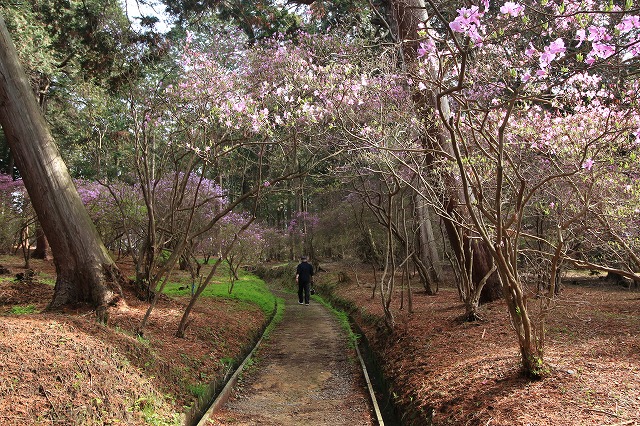 伊奈冨神社の紫つつじまつり見学（その1）_e0321325_15271086.jpg