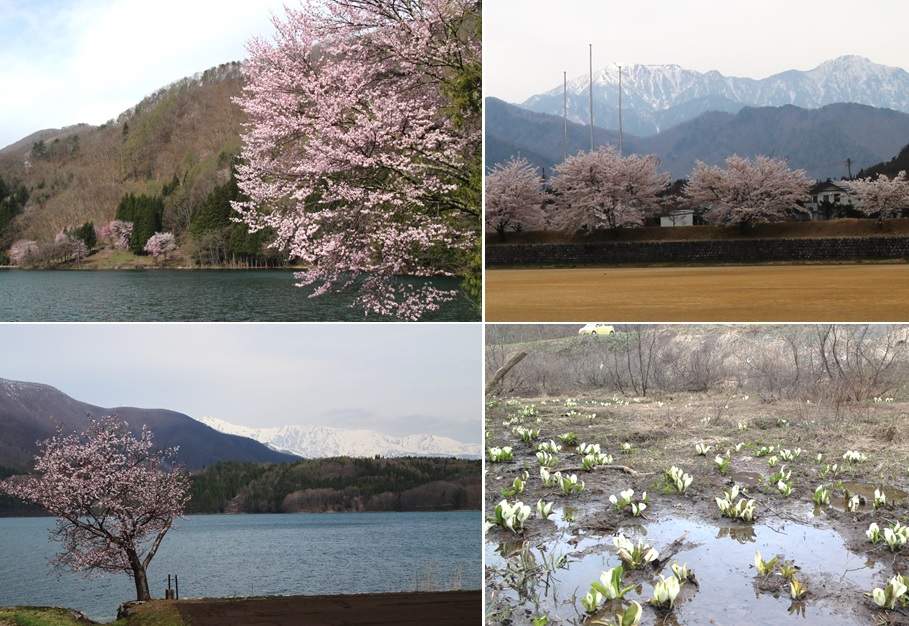 今の花情報は_a0212730_17383189.jpg