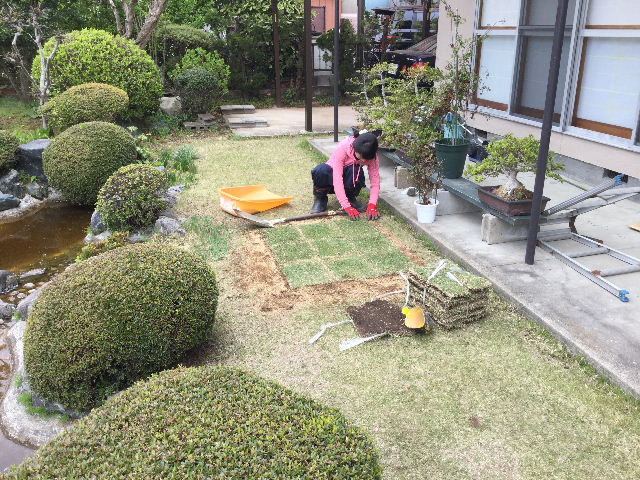 芝はりかえ完成_f0031037_19474723.jpg