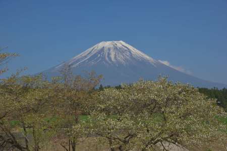 2016年４月19日　富士山とさくら_c0314839_08173521.jpg