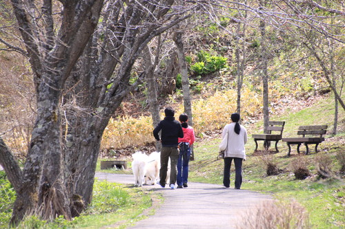 春採公園シマエナガの家つくり 4月21日_f0113639_15592189.jpg