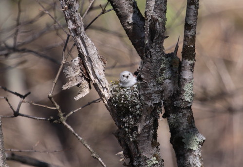 春採公園シマエナガの家つくり 4月21日_f0113639_1615071.jpg