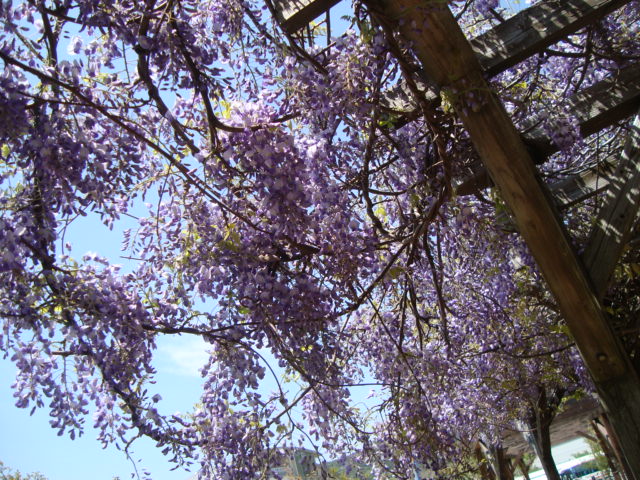 e0060041_1052643.jpg