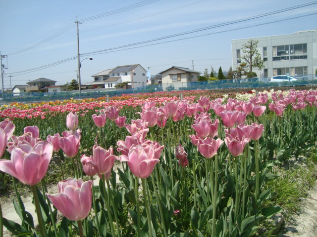 e0060041_106358.jpg