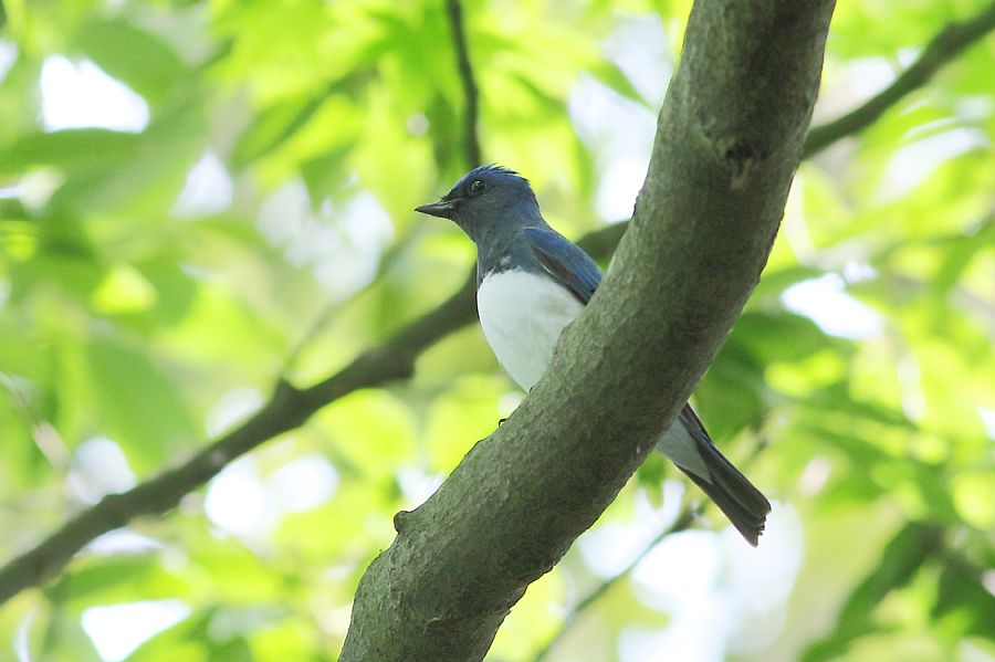 春の渡りの野鳥たち_e0077041_22482820.jpg