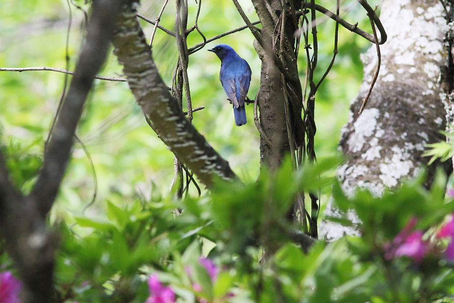 春の渡りの野鳥たち_e0077041_2249560.jpg