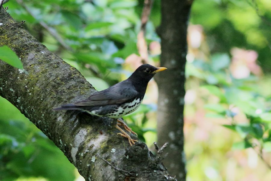 春の渡りの野鳥たち_e0077041_22501336.jpg