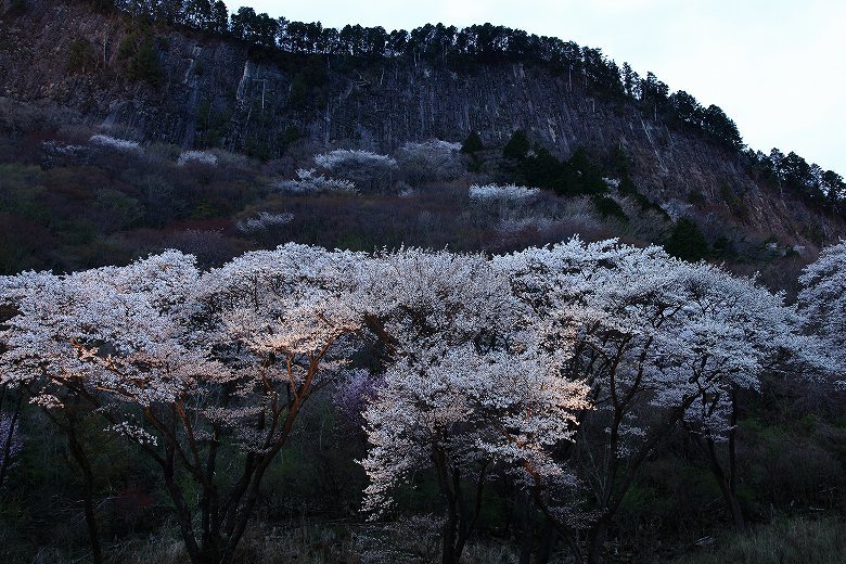 曽爾村屏風岩公苑「夜桜」_d0272242_10394729.jpg