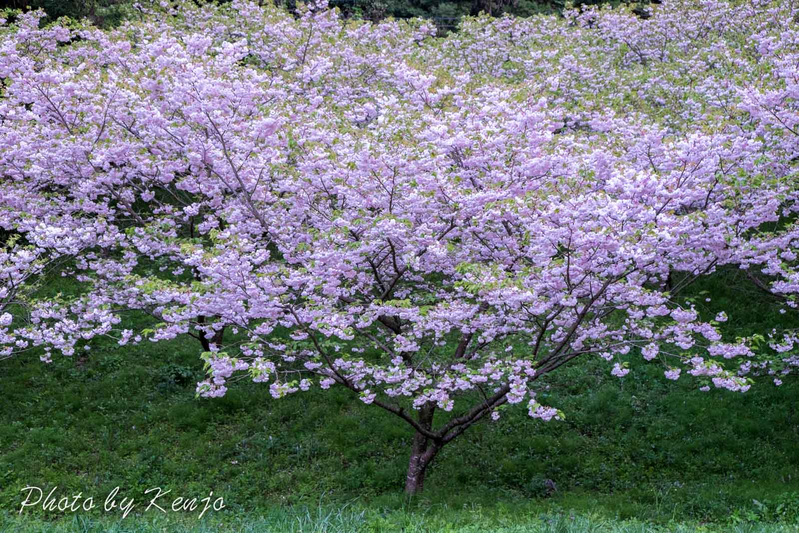 八重桜_a0323543_23362125.jpg