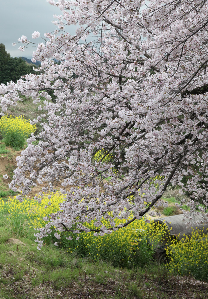 大阪　河南町持尾　桜　菜の花_c0108146_23345091.jpg