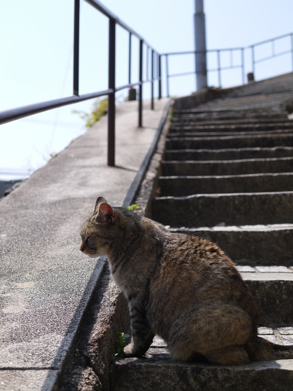 尾道ネコ歩き_f0169147_2041281.jpg