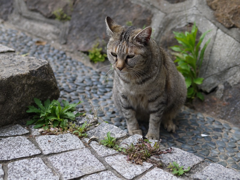 尾道ネコ歩き_f0169147_20423125.jpg