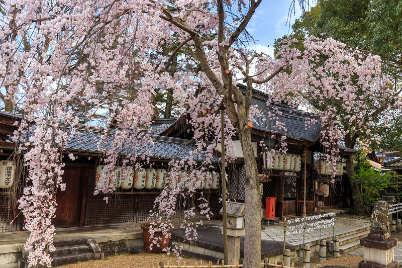 京の桜2016・縣神社の木の花桜_f0155048_23525716.jpg