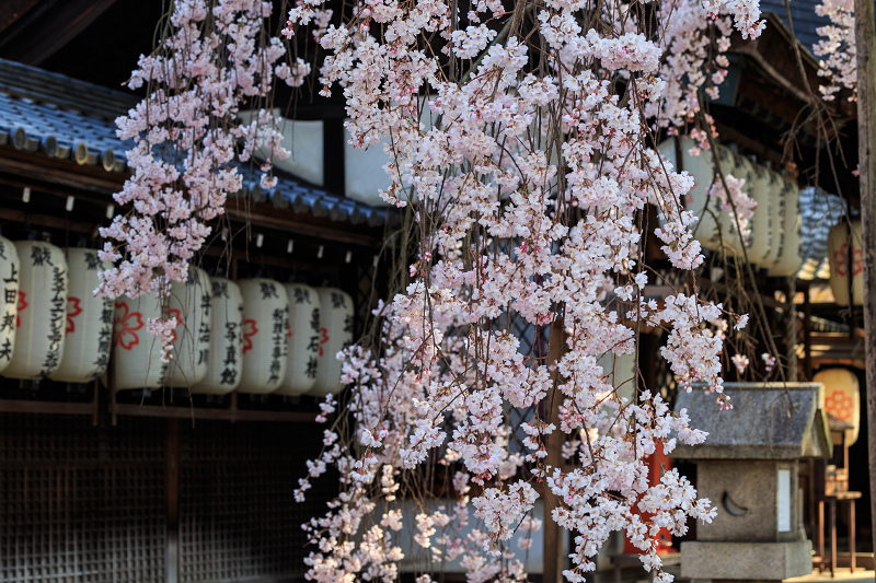 京の桜2016・縣神社の木の花桜_f0155048_2353943.jpg