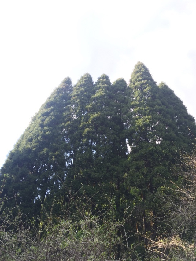 秘密の暗号 森へのパスポート ヘアサロン大野帝国ホテル店