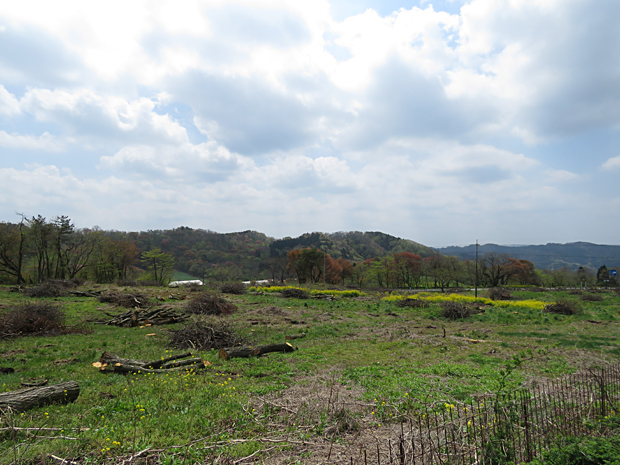 花火の花チェック・・森編・・_f0214649_4552525.jpg