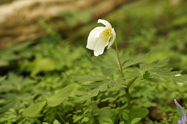 花火の花チェック・・森編・・_f0214649_5331982.jpg