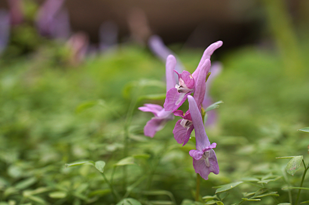 花火の花チェック・・森編・・_f0214649_5384470.jpg