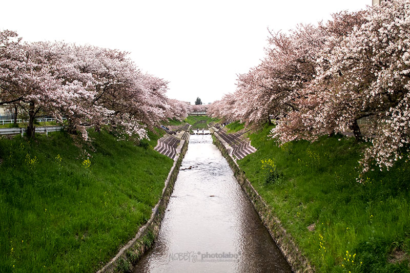 さくら2016 *04 / 佐保川の桜_a0134950_22572840.jpg