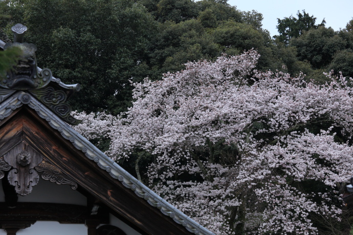 當麻寺 桜 2016_a0176855_23591240.jpg