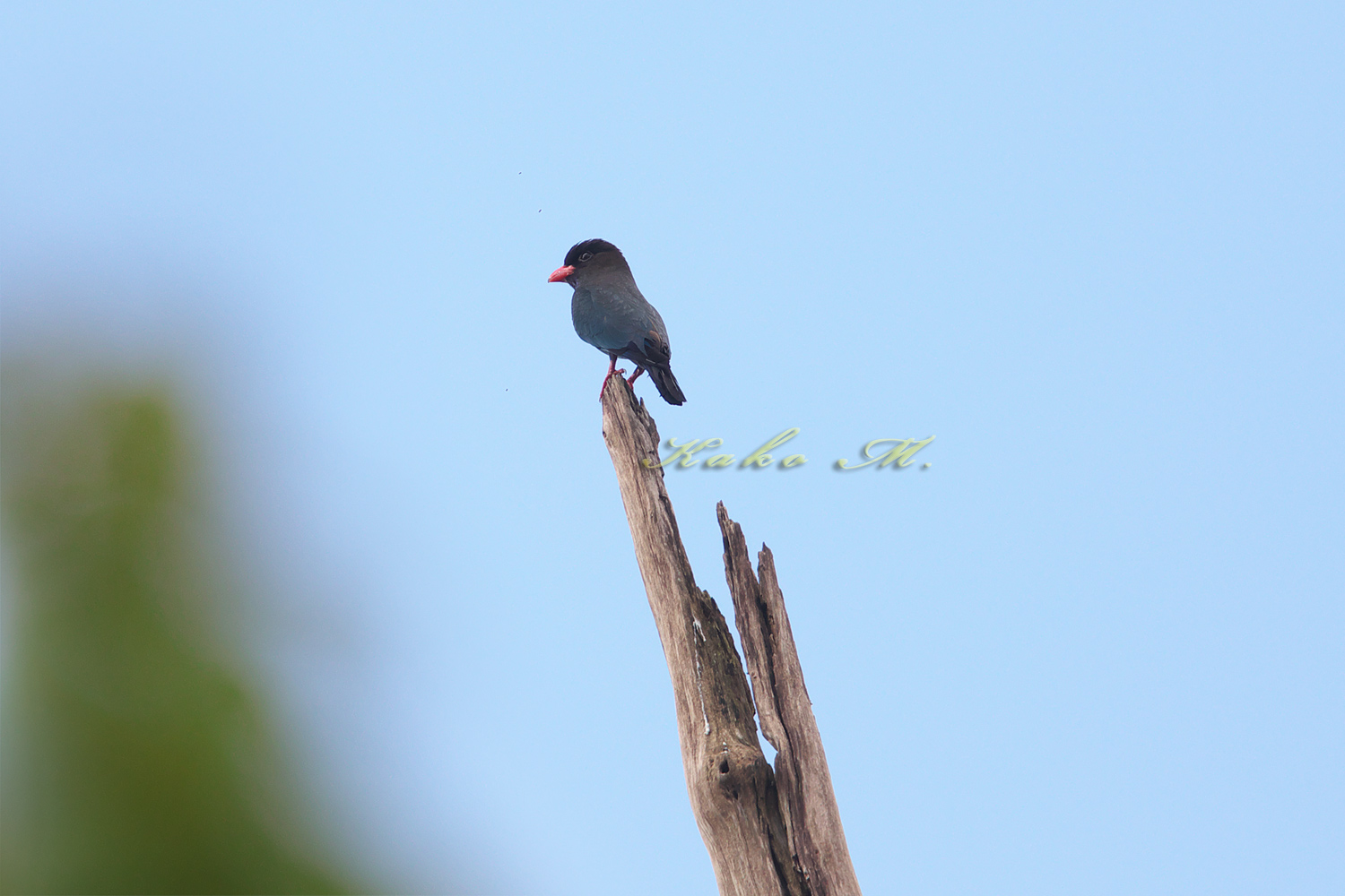 ブッポウソウ　Broad-billed Roller Dollarbird_d0013455_10353028.jpg