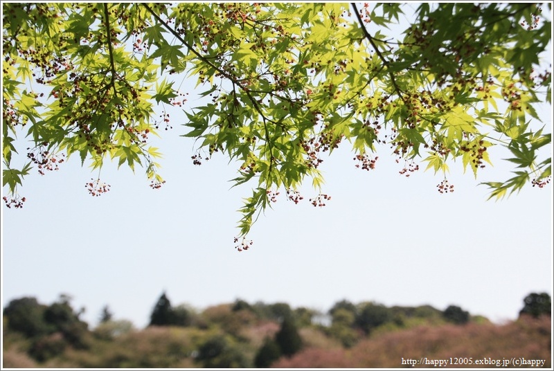 春爛漫の蓮華寺池公園♪～里桜・八重桜・ウコン桜・藤～_a0167759_1030406.jpg