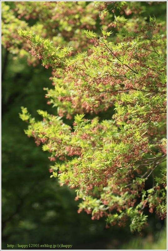 春爛漫の蓮華寺池公園♪～里桜・八重桜・ウコン桜・藤～_a0167759_10313986.jpg