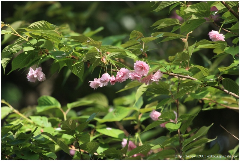 春爛漫の蓮華寺池公園♪～里桜・八重桜・ウコン桜・藤～_a0167759_10355218.jpg