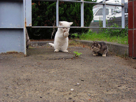f0135859_14234095.gif
