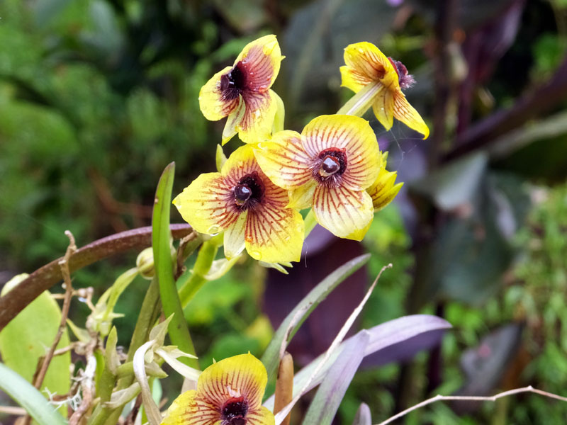 11/01 Lepanthes.saltatrix 洋蘭 レパンテス原種 パルダリウム