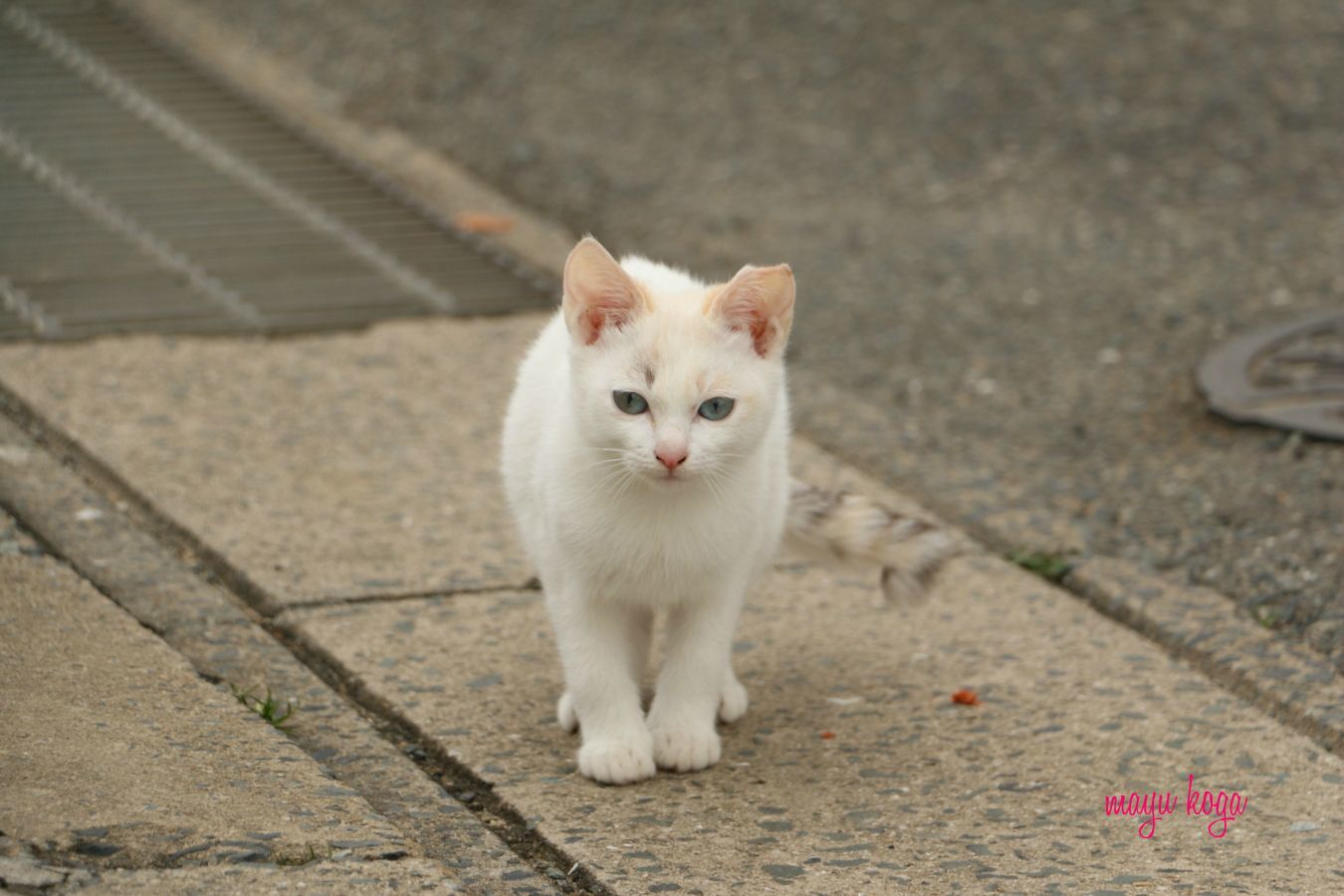 猫銃弾にやられる_e0255060_00020421.jpg