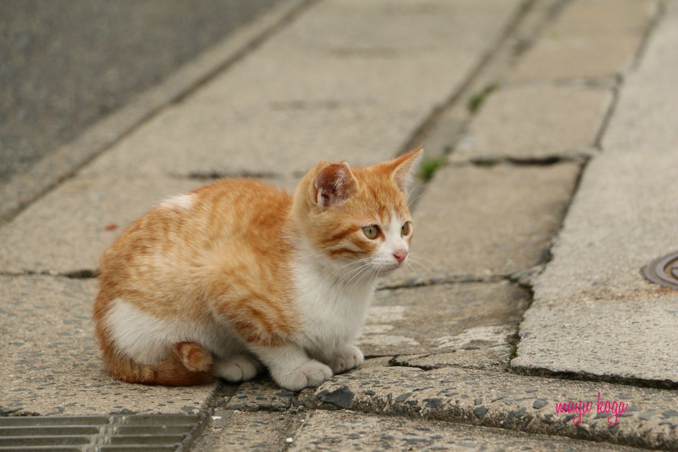 猫銃弾にやられる_e0255060_00065797.jpg