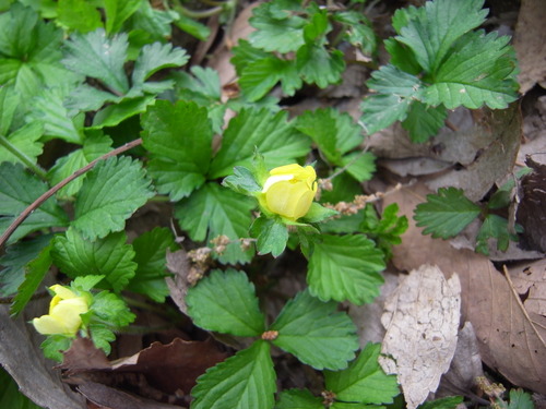 4月16日（土）春の草花を観に行こう！_b0220061_15413159.jpg