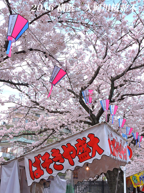 さくら ひらひら する前に 横浜 大岡川桜並木 ３ 写愛館