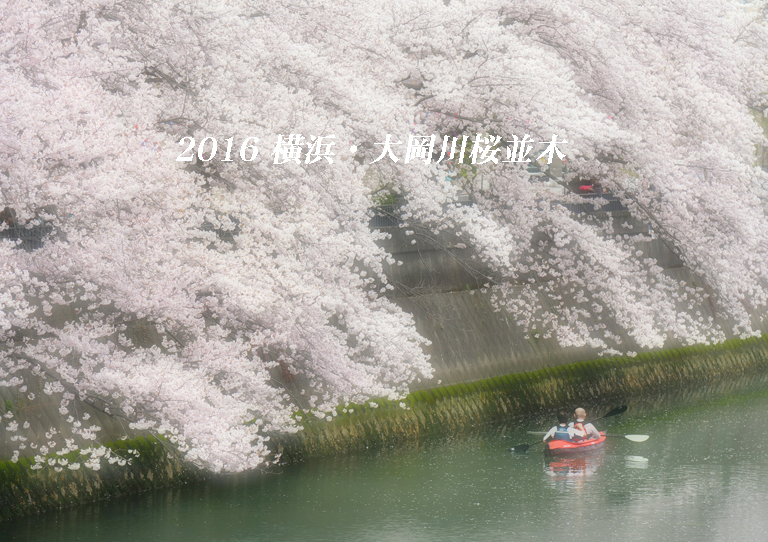 さくら ひらひら する前に‥ 『横浜・大岡川桜並木』(３)_d0251161_17243539.jpg