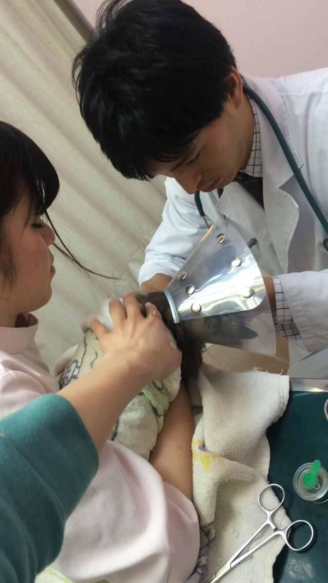ワクチン&血液検査⭐️_c0151965_14234677.jpg