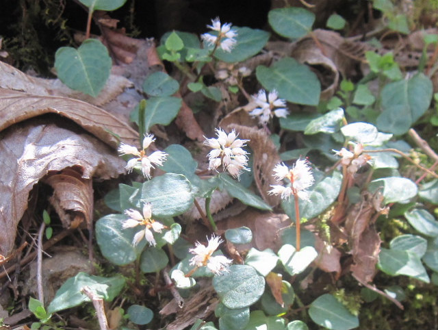 c0219866_753367.jpg