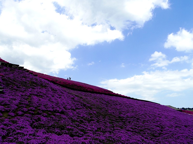 ドイツ村の芝桜Ⅱ_f0214467_9423461.jpg