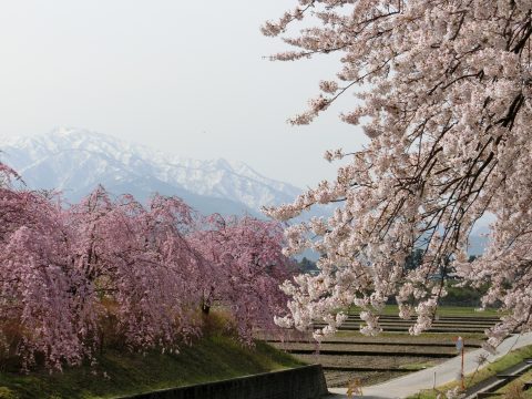 4/8～10、富山旅行②～富山市から舟川べりの桜_e0045768_2216661.jpg