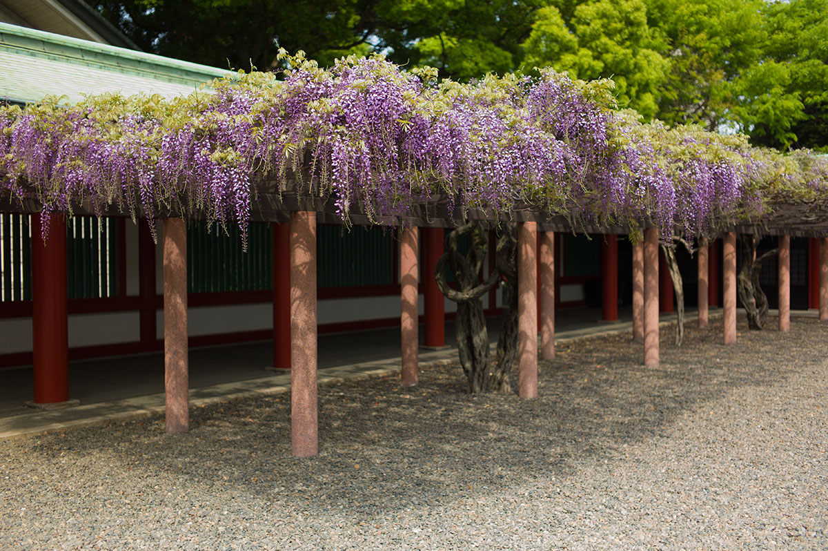 赤坂 山王　日枝神社の藤_a0261169_0501462.jpg