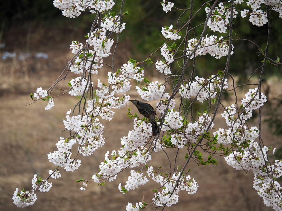 桜と野鳥_e0214470_19153608.jpg