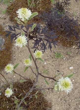 遅咲き桜と芽吹き始めた庭の様子_a0344771_14021098.jpg