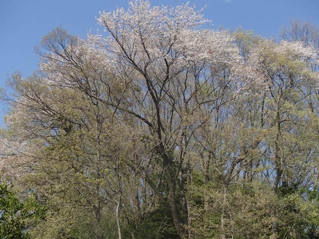 遅咲き桜と芽吹き始めた庭の様子_a0344771_14052079.jpg