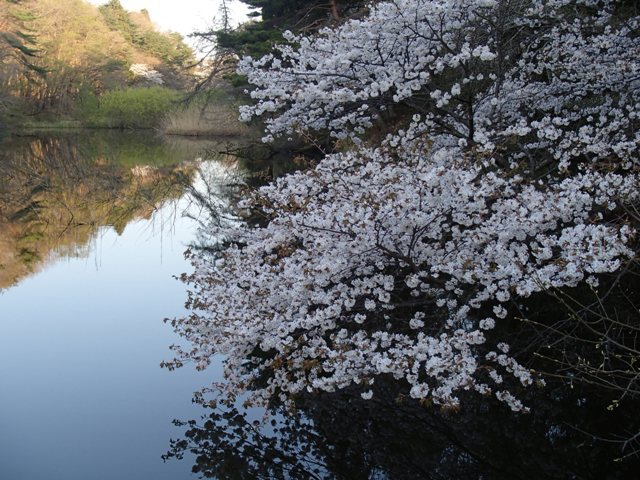 遅咲き桜と芽吹き始めた庭の様子_a0344771_14062844.jpg