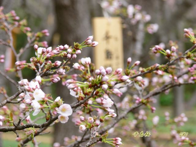 松前さくら『桜花・宅配便』④_f0166871_743566.jpg