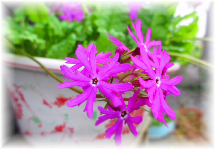 お花をどうぞ・・・♪_d0175974_20195735.jpg