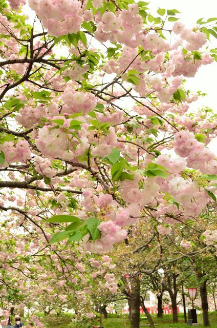 2016,4,18　広島造幣局　八重桜　その4_f0219074_23092203.jpg