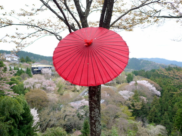 吉野山の千本桜_b0358575_20172568.jpg