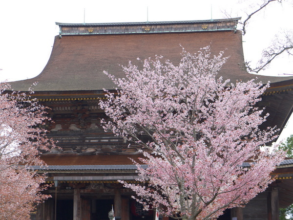 吉野山の千本桜_b0358575_21591540.jpg